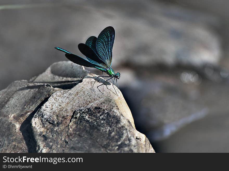 Insect, Invertebrate, Moths And Butterflies, Macro Photography