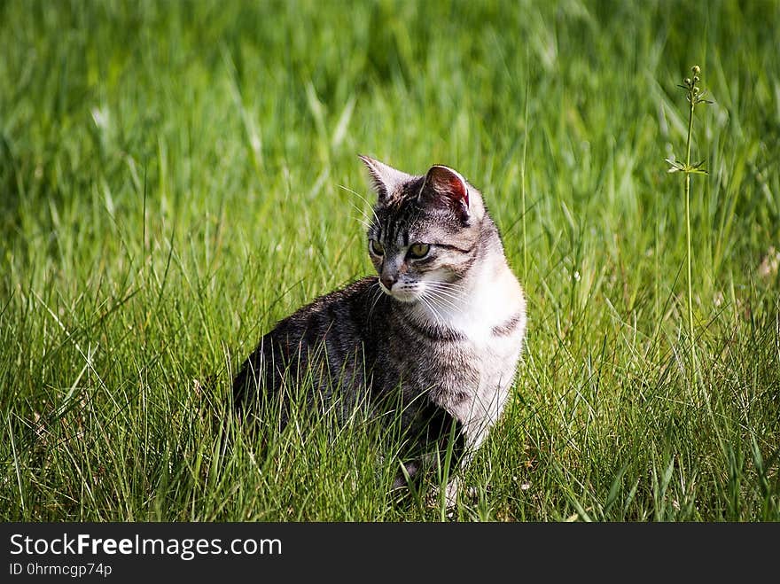 Cat, Grass, Fauna, Small To Medium Sized Cats