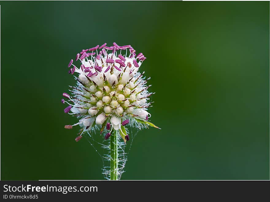 Flower, Flora, Plant, Close Up