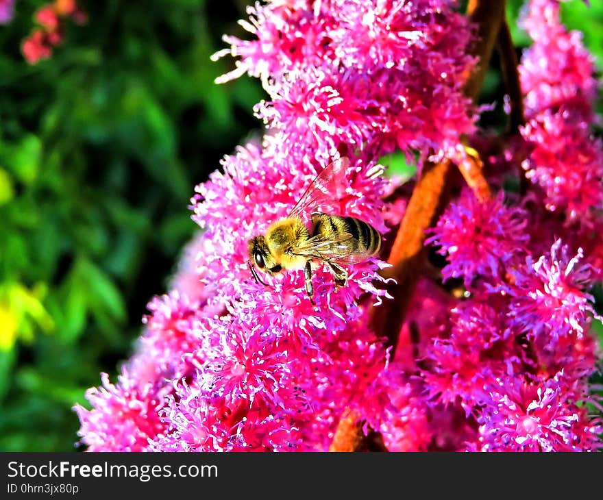 Pink, Flower, Flora, Plant