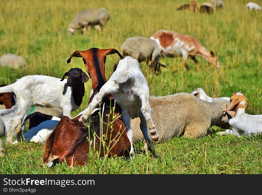 Herd, Pasture, Grazing, Fauna