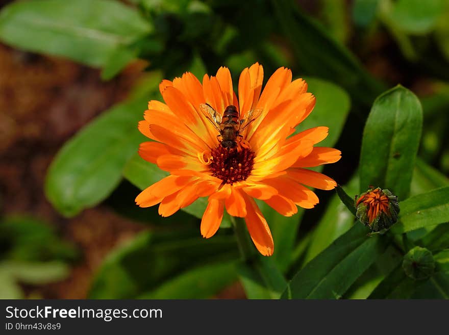 Flower, Nectar, Flora, Calendula