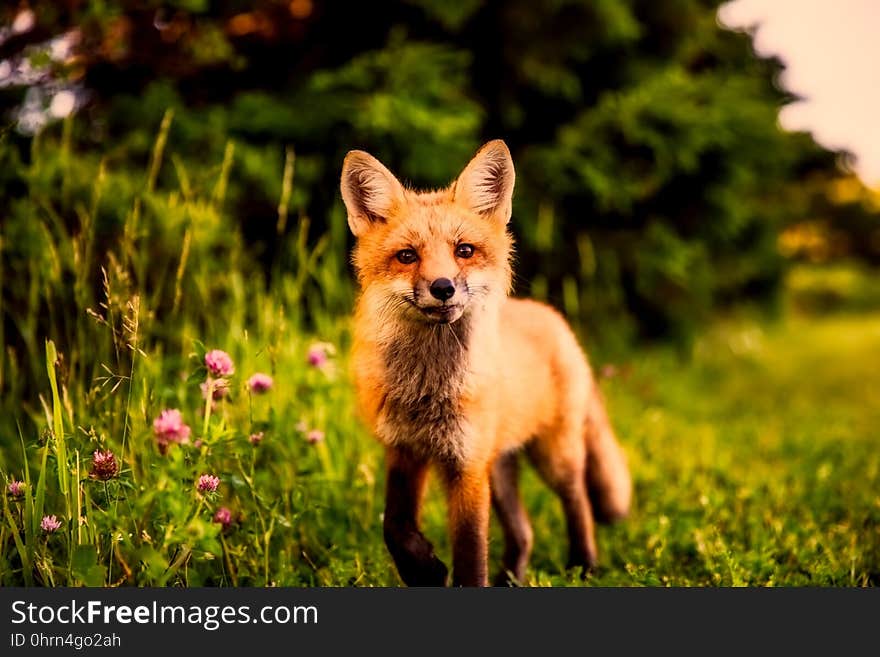 Fox, Red Fox, Mammal, Wildlife