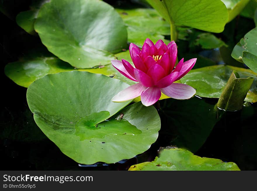 Flower, Plant, Flora, Sacred Lotus