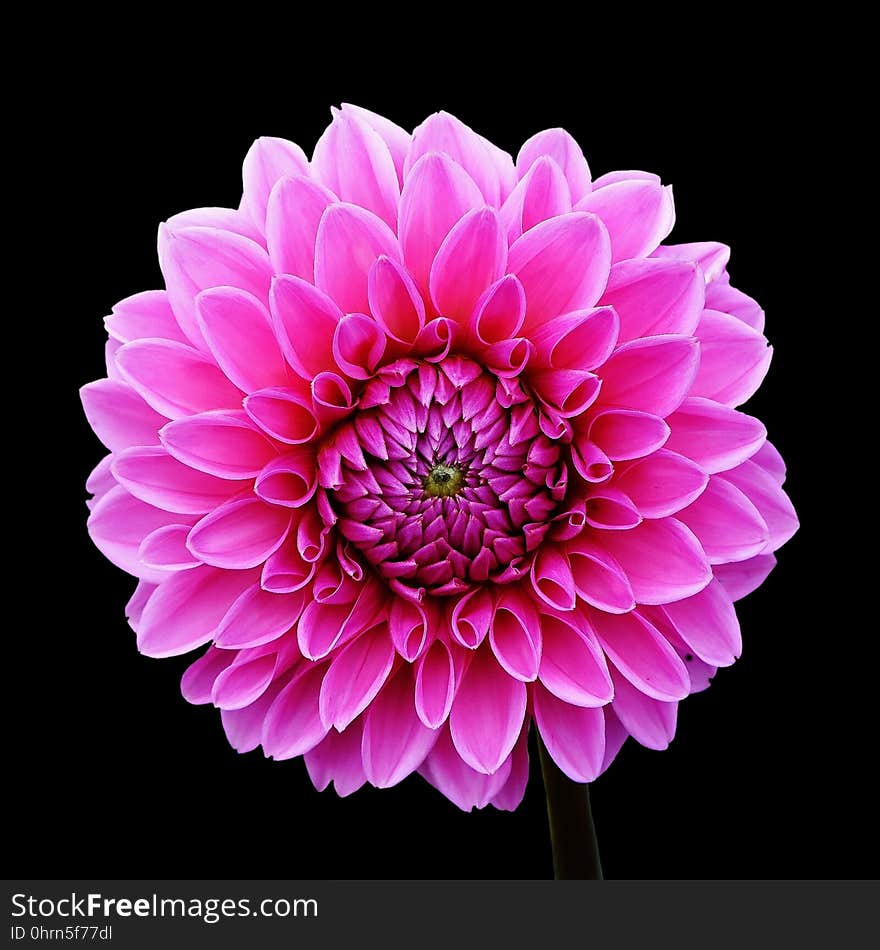 Flower, Flowering Plant, Pink, Dahlia