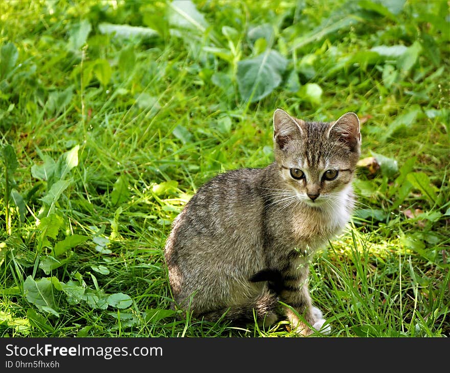 Cat, Fauna, Mammal, Grass