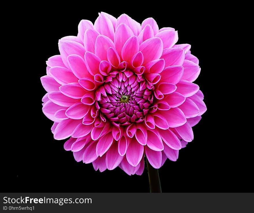 Flower, Flowering Plant, Pink, Dahlia