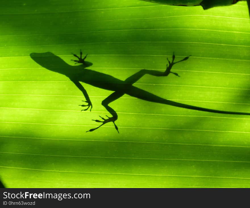 Fauna, Reptile, Leaf, Organism