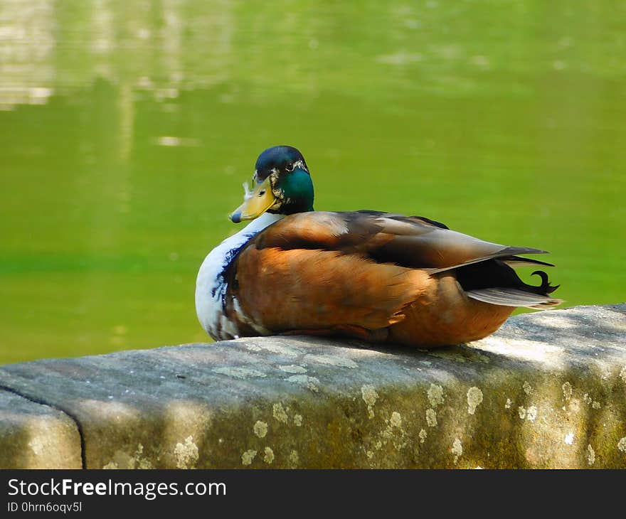 Duck, Bird, Mallard, Fauna