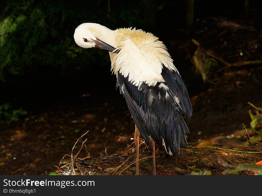 Beak, Bird, Fauna, Stork