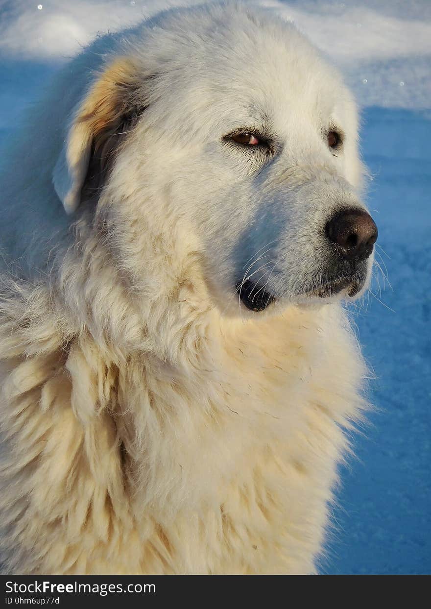 Dog, Dog Like Mammal, Dog Breed, Great Pyrenees