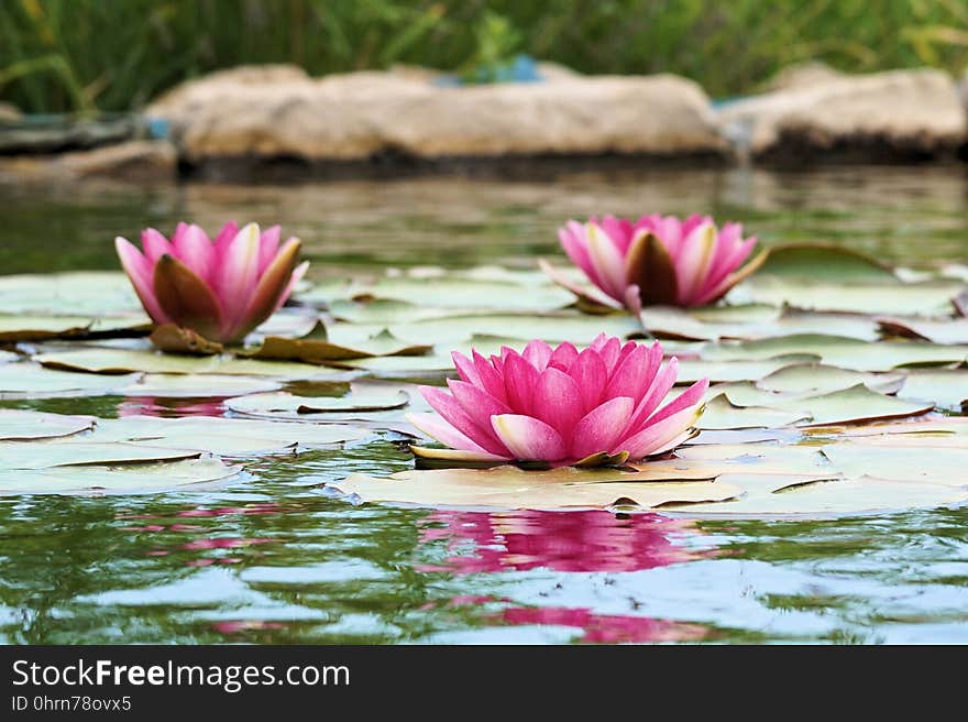 Flower, Pink, Flora, Plant