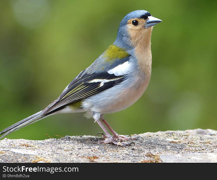 Bird, Fauna, Beak, Finch