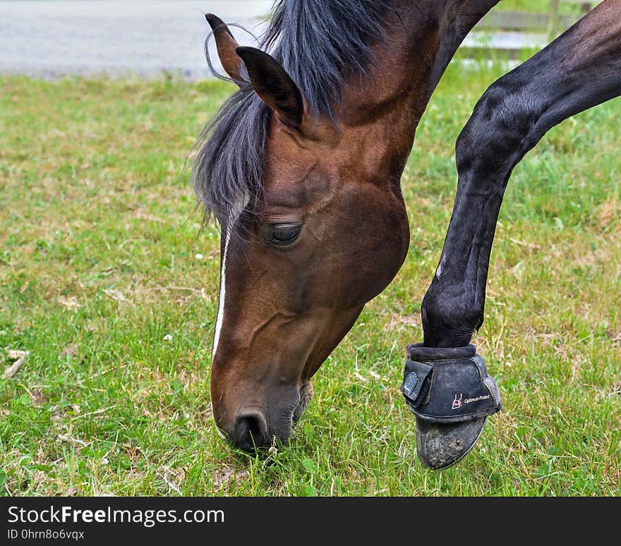 Horse, Bridle, Mane, Halter