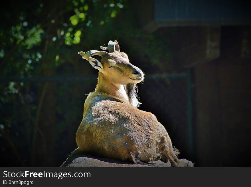 Fauna, Wildlife, Horn, Snout