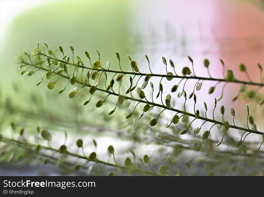 Leaf, Close Up, Morning, Moisture