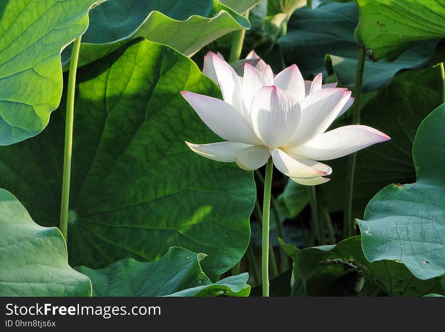 Flower, Plant, Sacred Lotus, Lotus