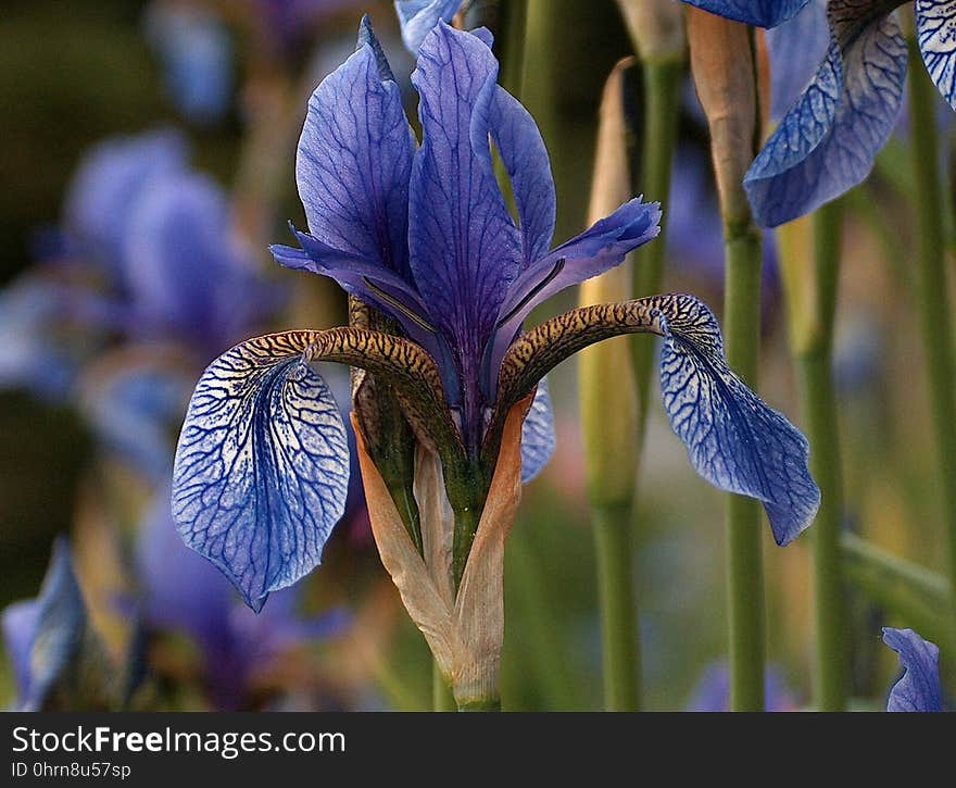 Flower, Plant, Flora, Iris Versicolor