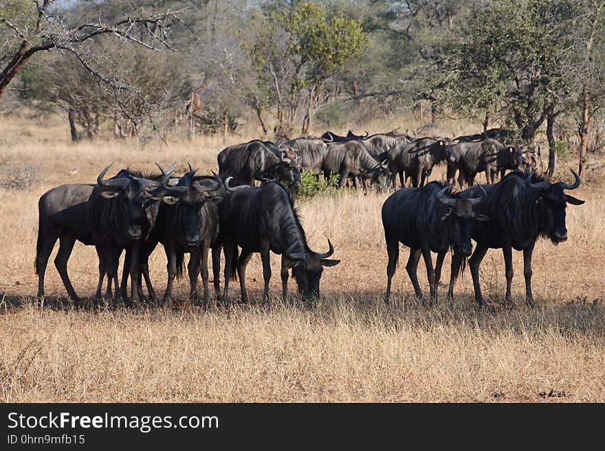 Wildebeest, Herd, Wildlife, Terrestrial Animal