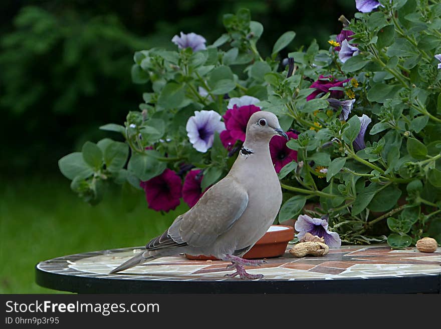 Bird, Fauna, Flora, Beak