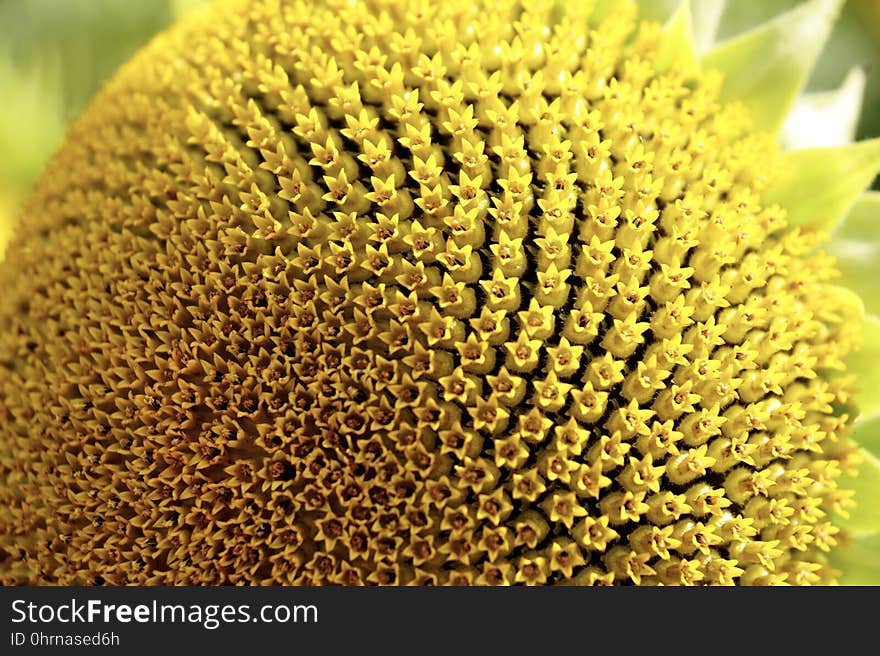 Sunflower, Sunflower Seed, Flower, Pollen