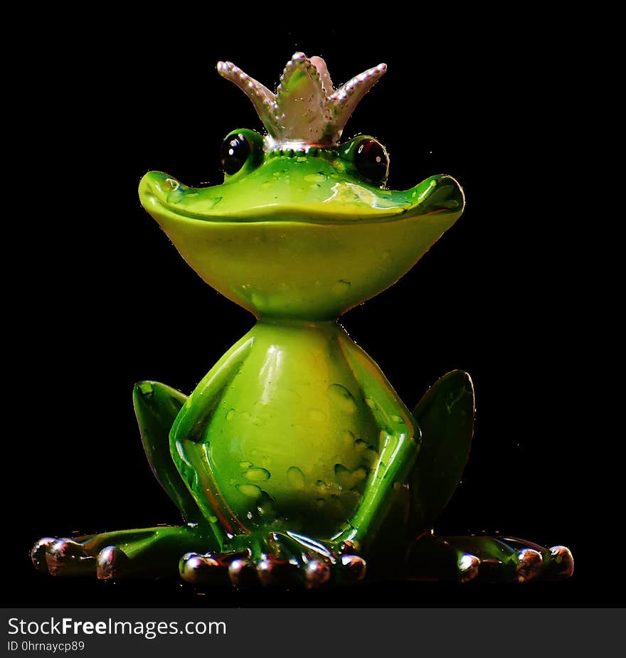 Ranidae, Tree Frog, Frog, Vertebrate