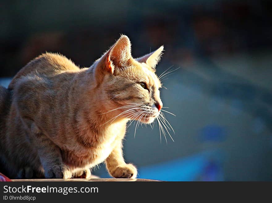 Cat, Whiskers, Facial Expression, Small To Medium Sized Cats