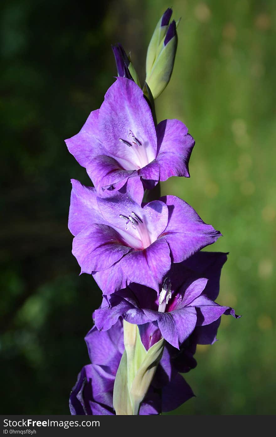 Flower, Plant, Flowering Plant, Gladiolus