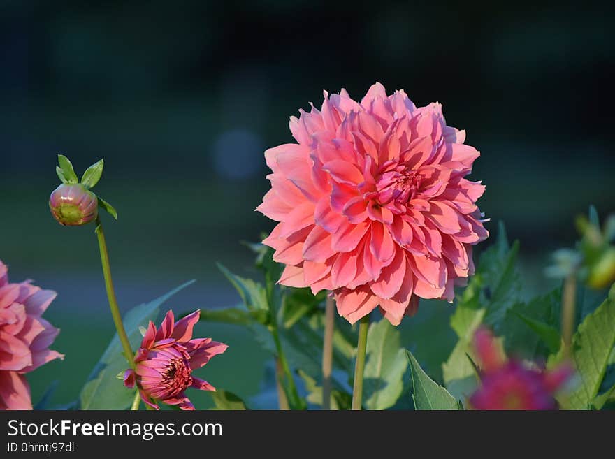 Flower, Flowering Plant, Plant, Dahlia