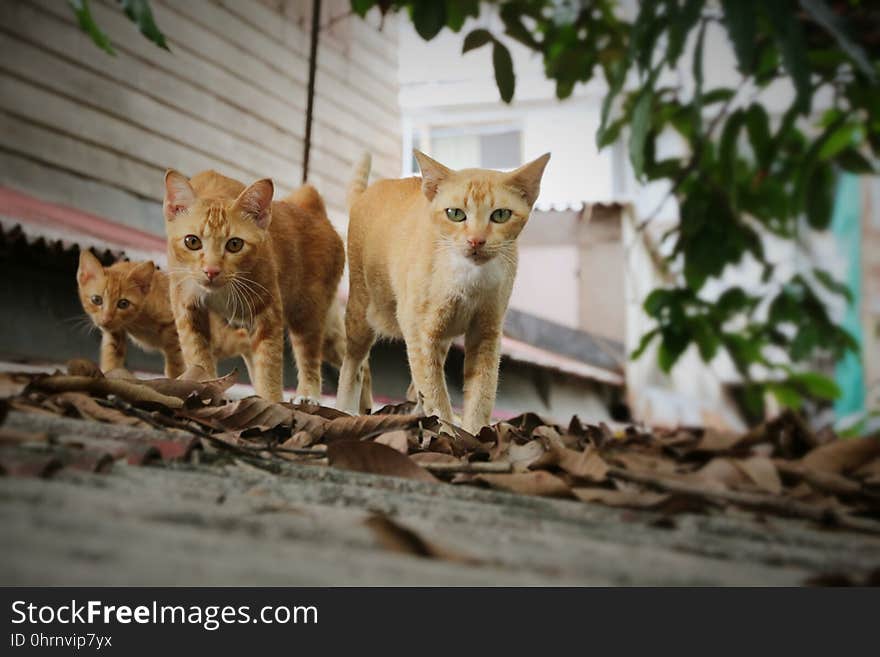 Fauna, Wildlife, Organism, Whiskers