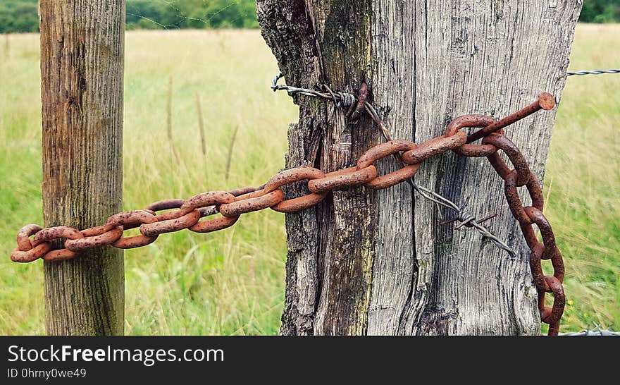 Tree, Wood, Grass, Trunk