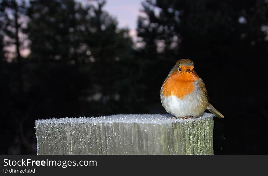 Bird, Fauna, Beak, European Robin