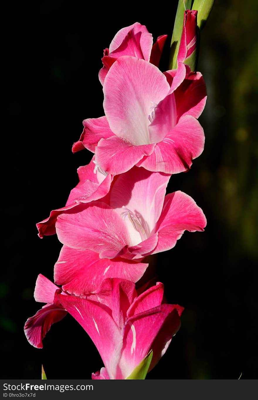 Flower, Flowering Plant, Pink, Plant