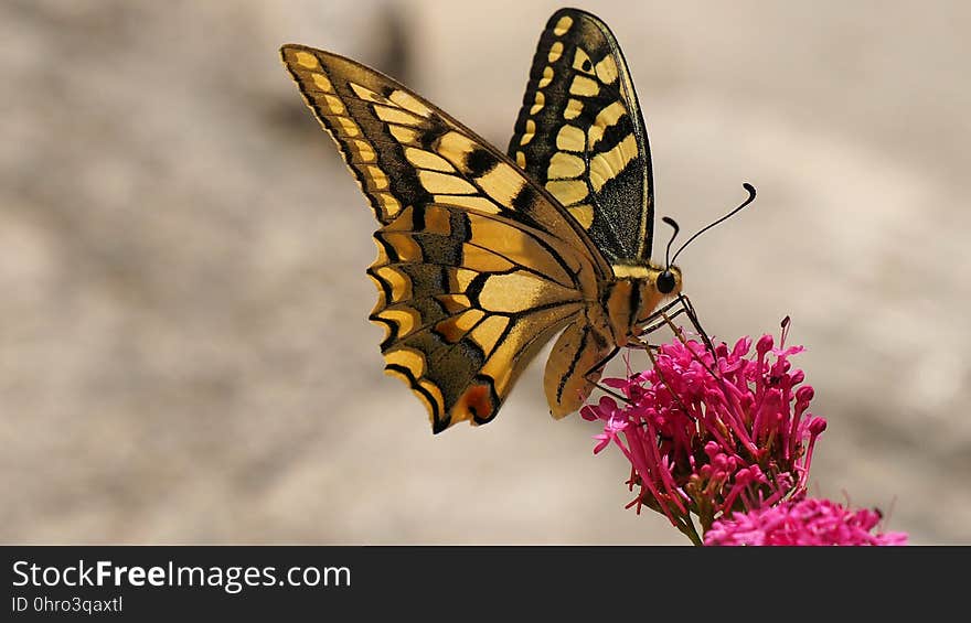 Butterfly, Moths And Butterflies, Insect, Invertebrate