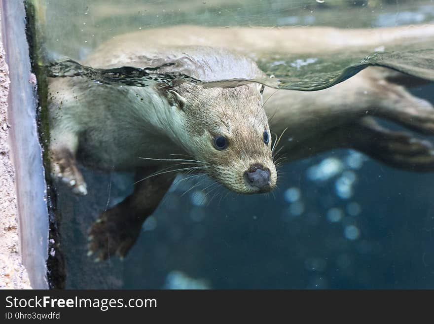 Fauna, Mammal, Otter, Mustelidae