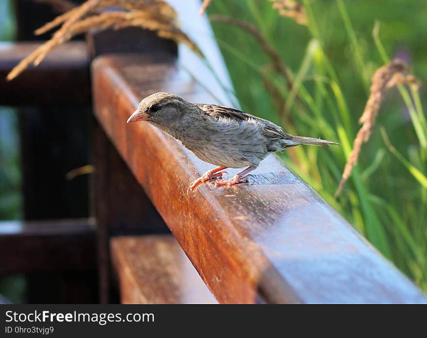 Bird, Fauna, Beak, Wren