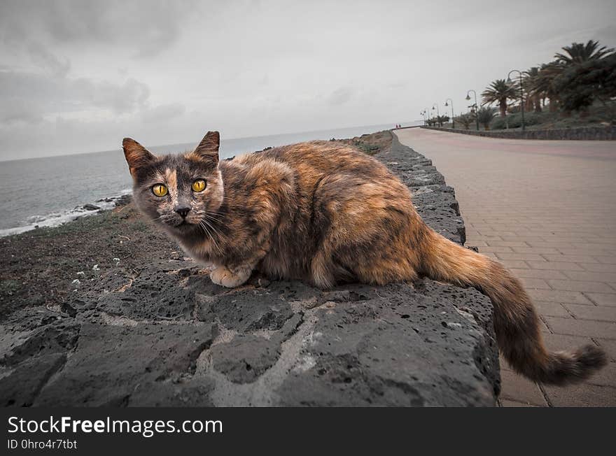 Cat, Small To Medium Sized Cats, Whiskers, Cat Like Mammal