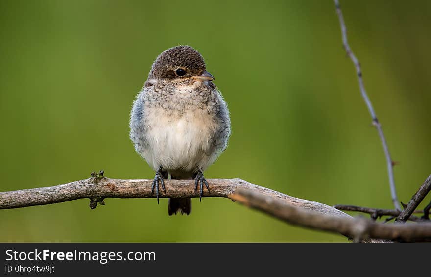 Bird, Beak, Fauna, Wildlife