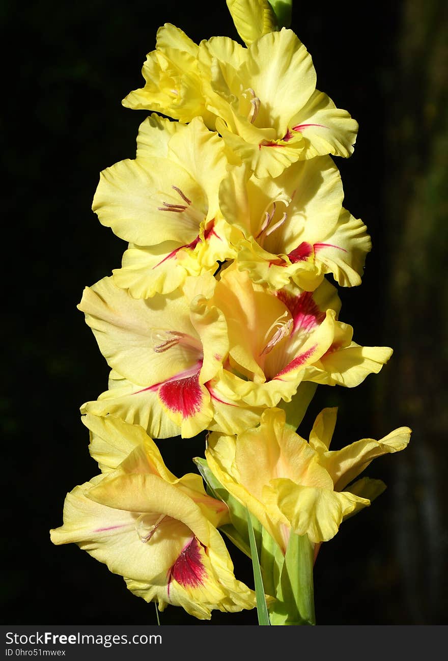 Flower, Flowering Plant, Plant, Gladiolus