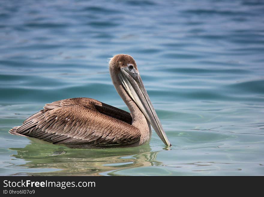 Pelican, Bird, Seabird, Beak