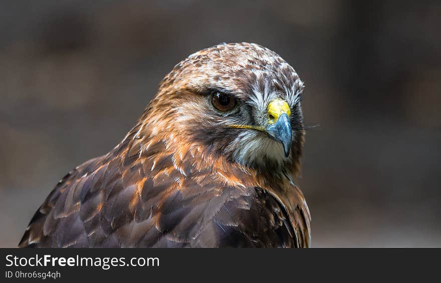 Bird, Beak, Bird Of Prey, Hawk