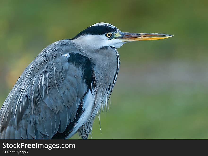 Bird, Beak, Fauna, Wildlife