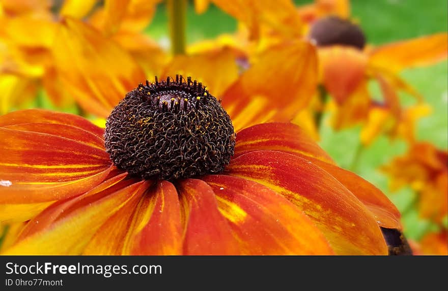 Flower, Yellow, Nectar, Honey Bee