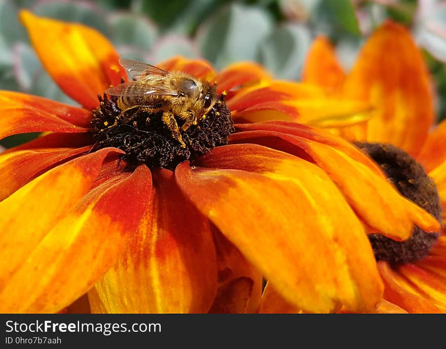 Flower, Yellow, Honey Bee, Bee