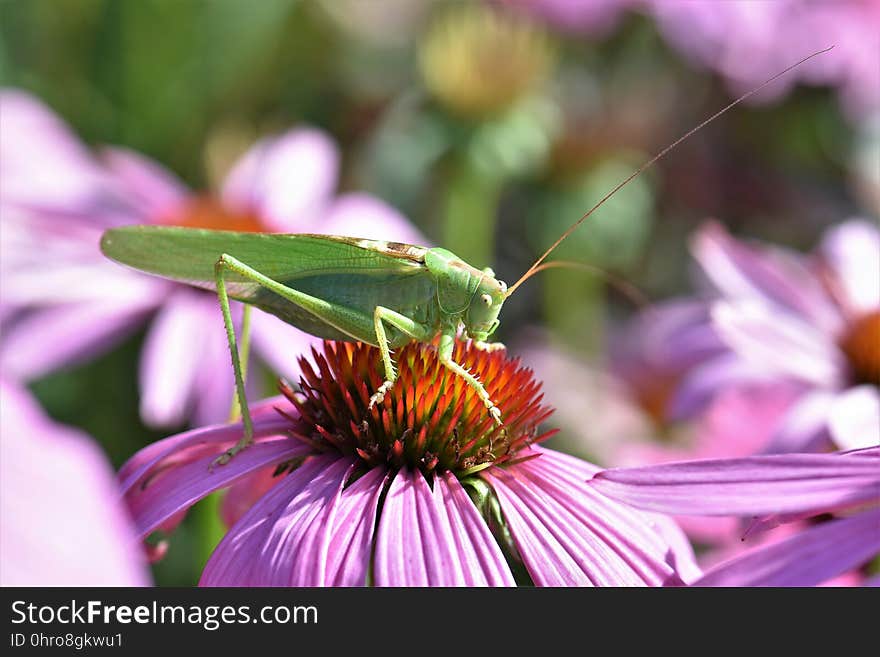 Flower, Nectar, Purple, Coneflower