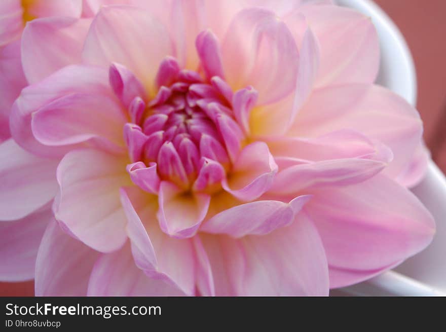 Flower, Pink, Petal, Close Up