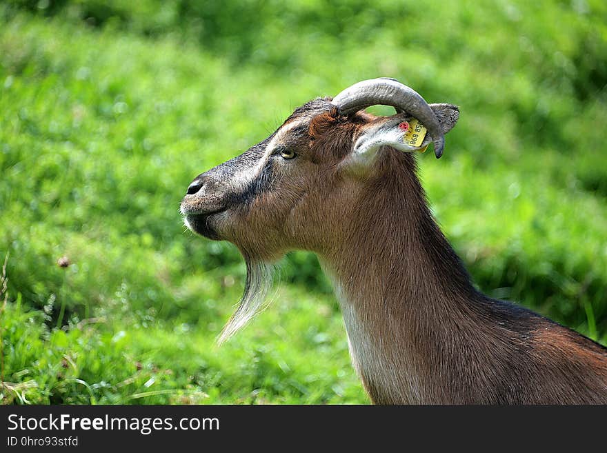 Goats, Fauna, Wildlife, Goat