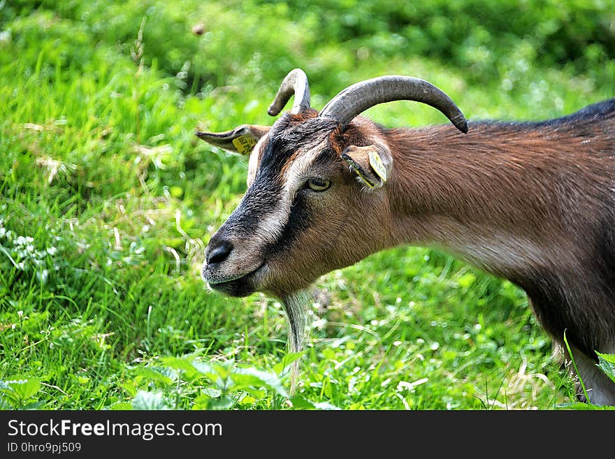 Goats, Goat, Fauna, Wildlife