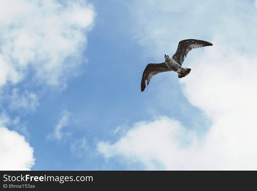 Sky, Bird, Fauna, Beak