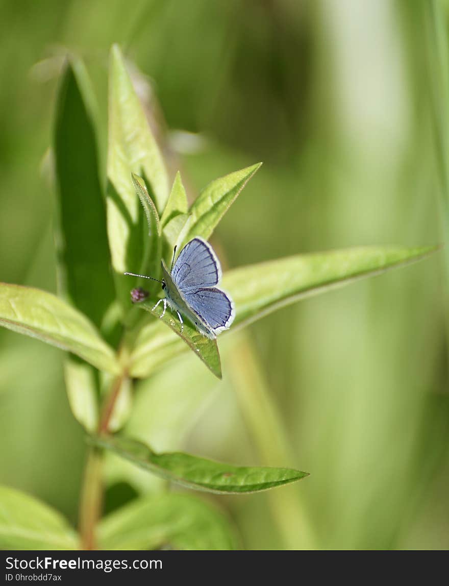 Insect, Lycaenid, Butterfly, Flora